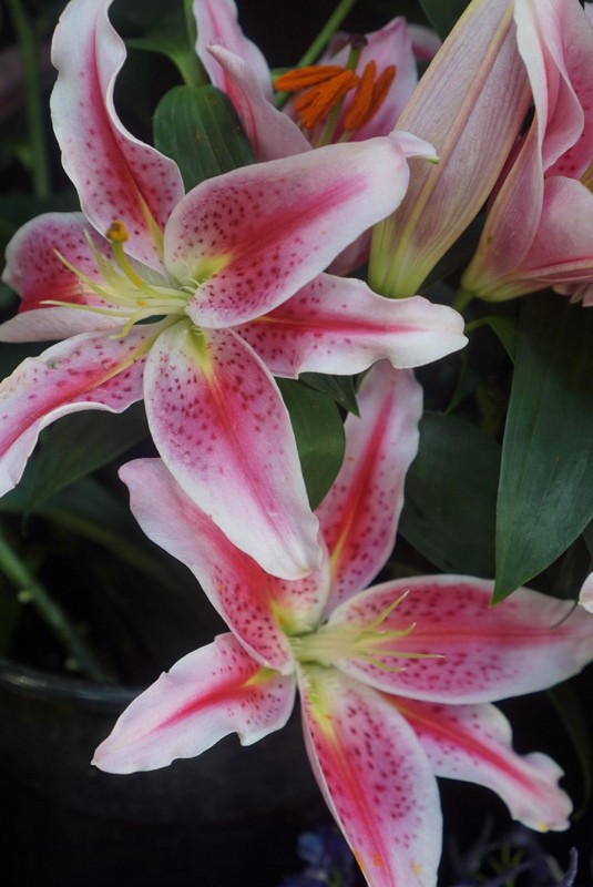 Flower Gallery 102