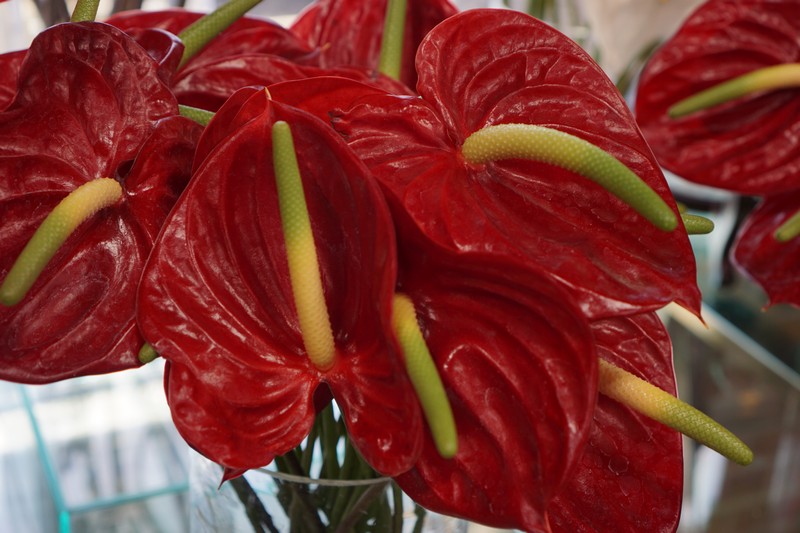 Flower Gallery 11