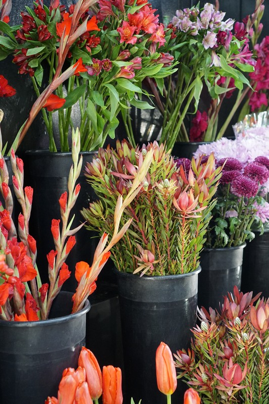 Flower Gallery 50