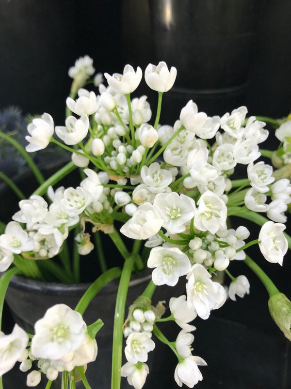 Flower Gallery 52