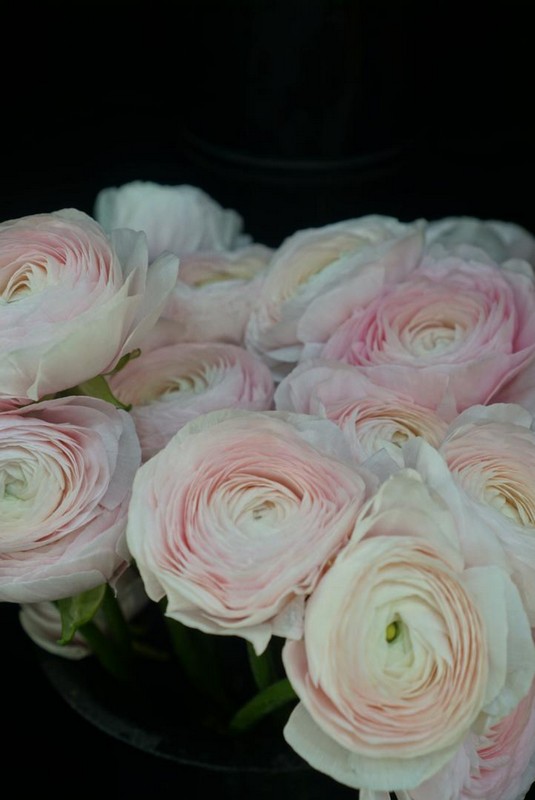 Flower Gallery 79