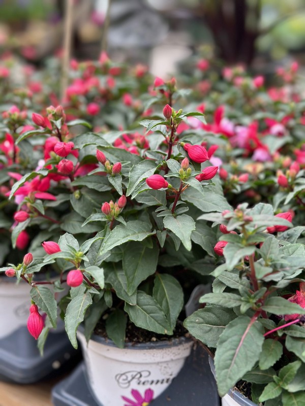 Garden Center13