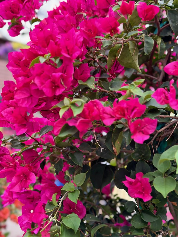 Garden Center131