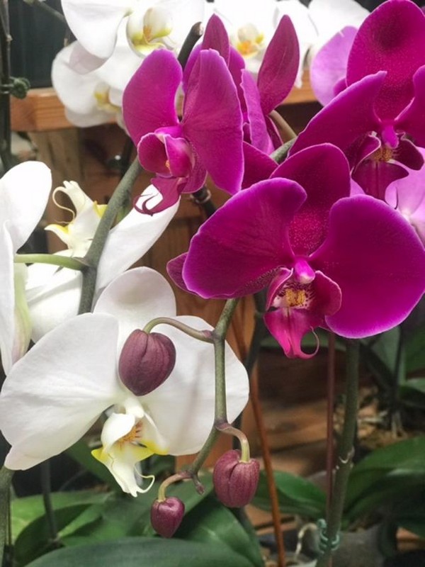 Plant Gallery 104