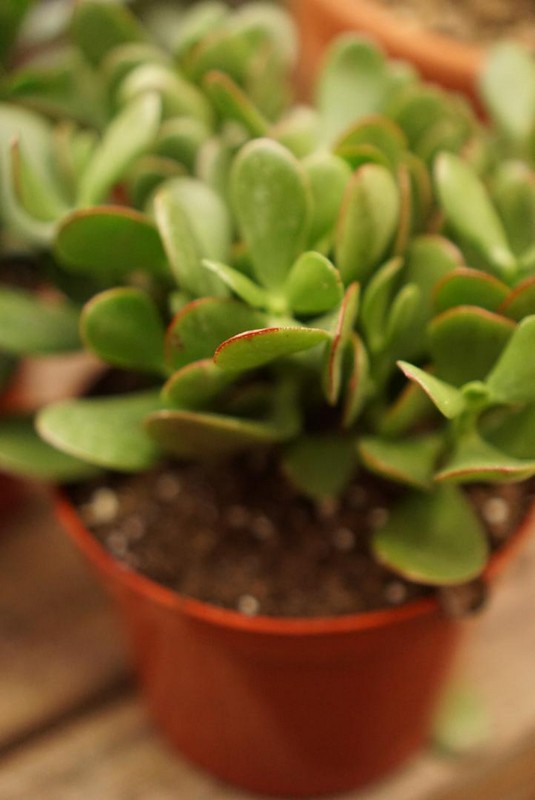 Plant Gallery 118