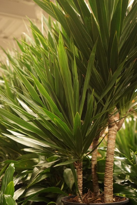 Plant Gallery 128