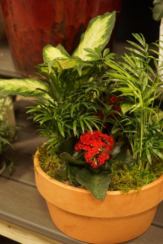 Plant Gallery 146