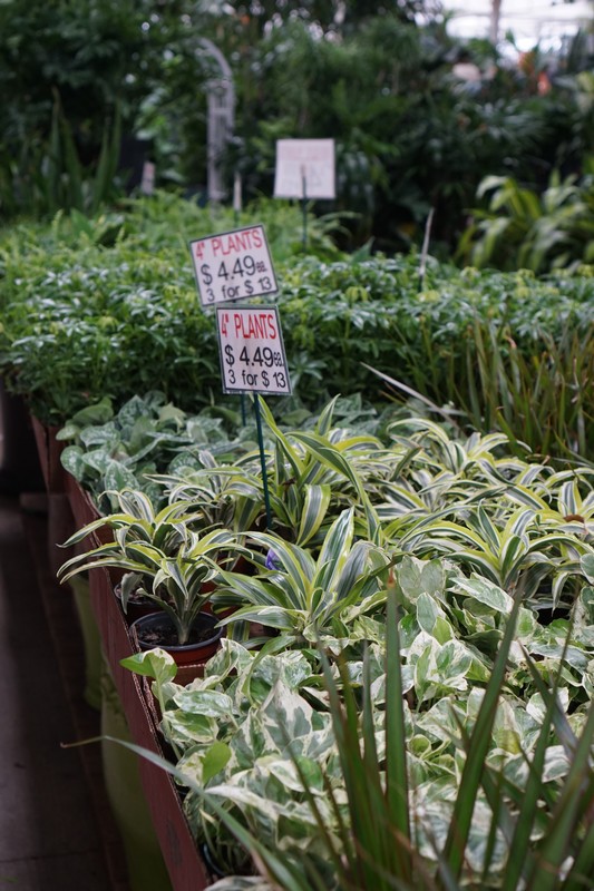 Plant Gallery 18