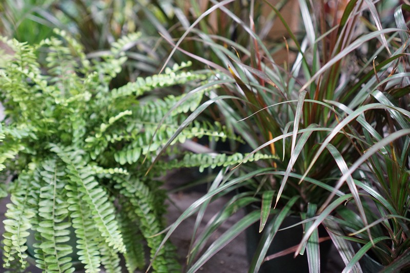 Plant Gallery 76