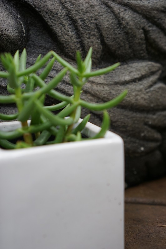 Plant Gallery 86