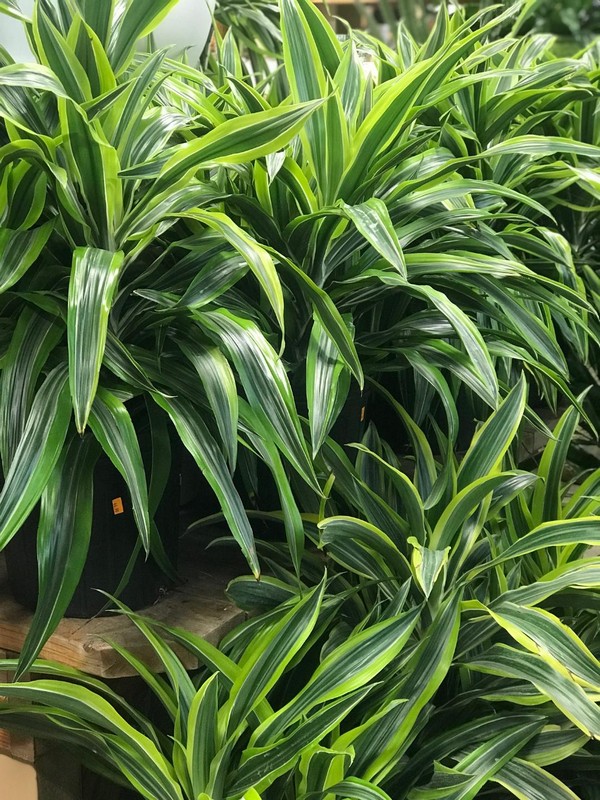 Plant Gallery 99
