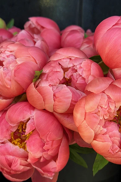 Fresh Flowers from Metropolitan Plant and Flower Exchange