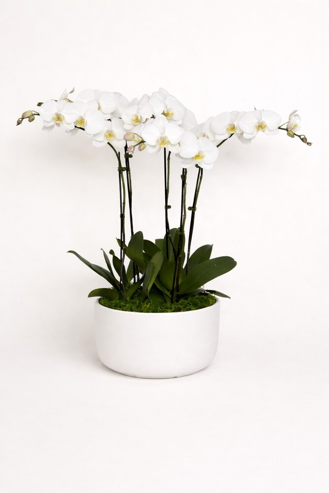 Luxe Orchid from Metropolitan Plant & Flower Exchange, local NJ florist