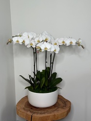 Luxe Orchid from Metropolitan Plant & Flower Exchange, local NJ florist