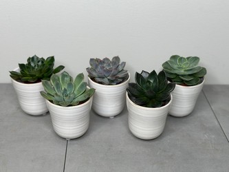 Mini Succulent Set from Metropolitan Plant & Flower Exchange, local NJ florist