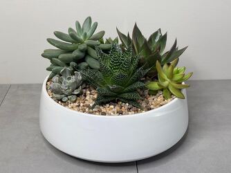 Succulent Garden from Metropolitan Plant & Flower Exchange, local NJ florist